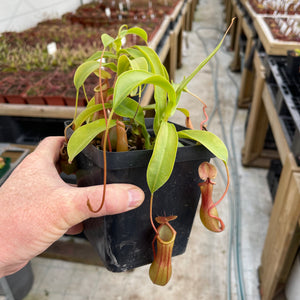 Tropical Pitcher, Nepenthes 'Ventrata' -  Large plant in 12cm plastic pot - Carnivorous Plant