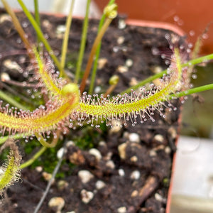 Sundew, Drosera binata dichotoma extrema -   - Carnivorous Plant