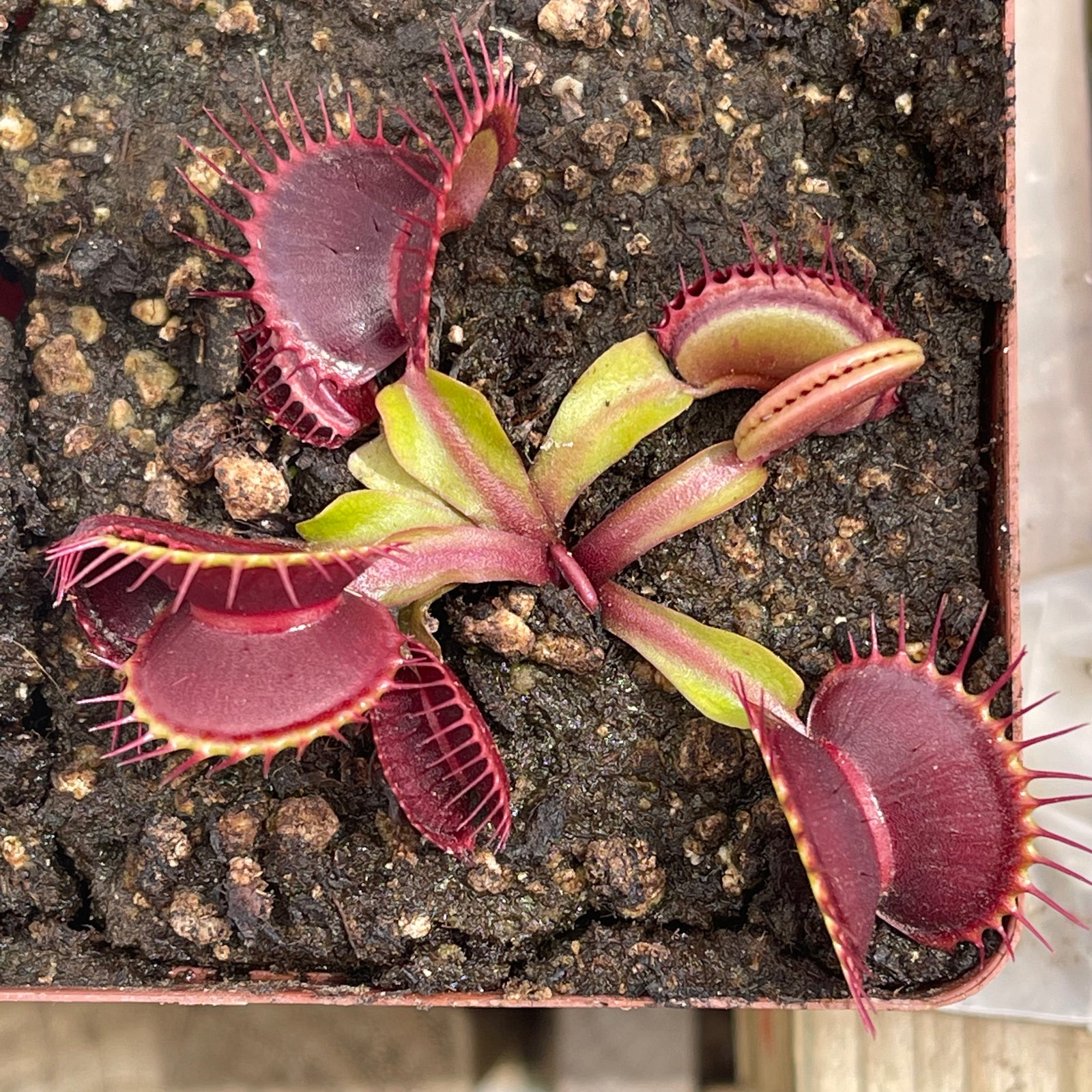 Venus Fly Trap, 'Ginormous.' Special Import. -   - Carnivorous Plant