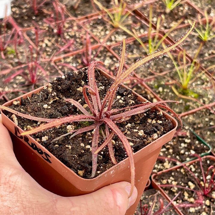 Sundew, Drosera adelae by Pan's Carnivours Drosera
