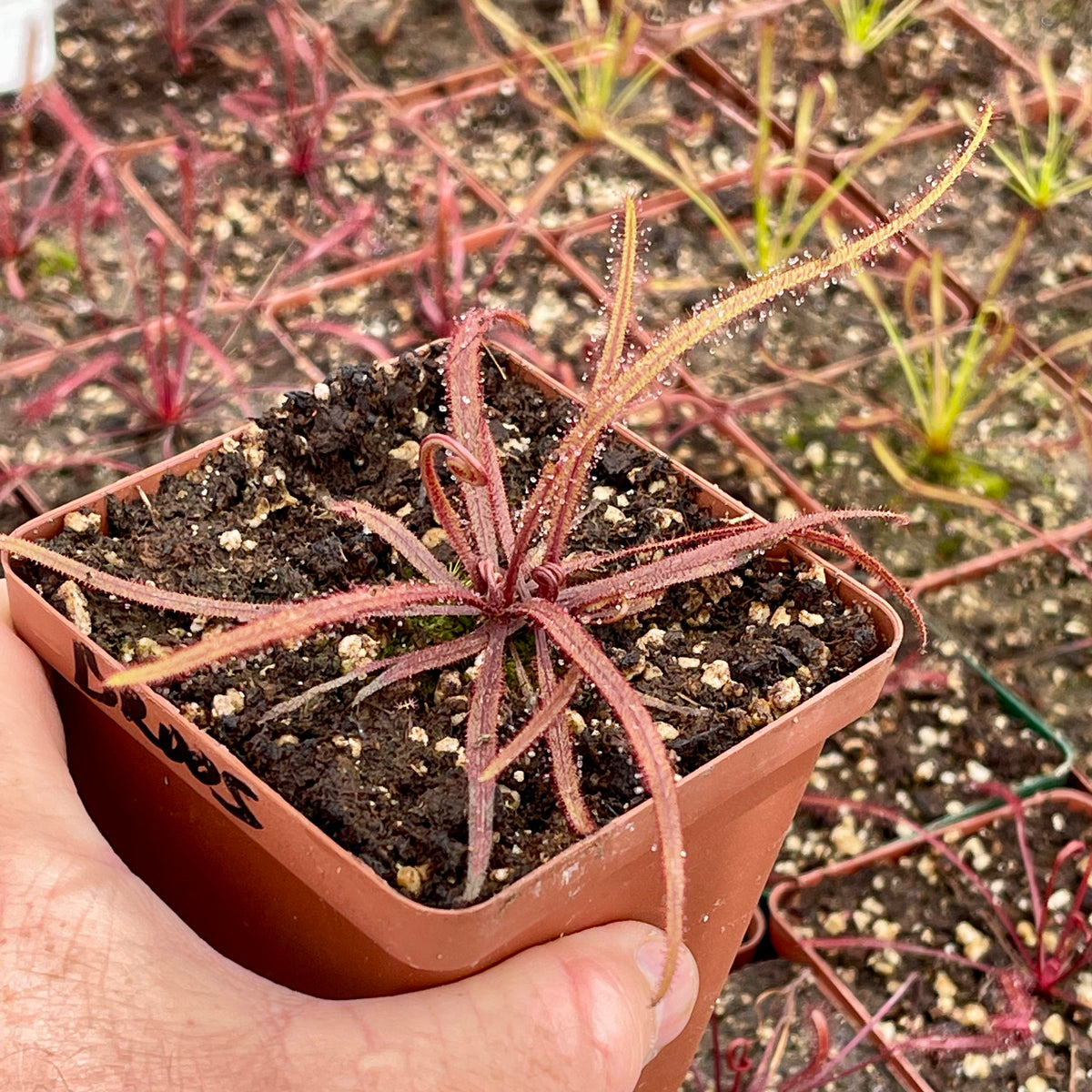 Sundew, Drosera adelae by Pan's Carnivours Drosera