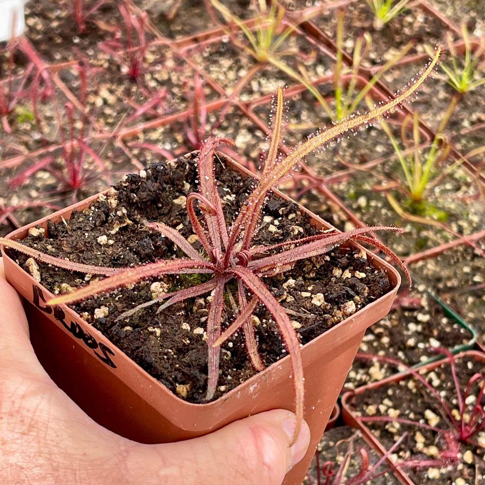 Sundew, Drosera adelae by Pan's Carnivours Drosera