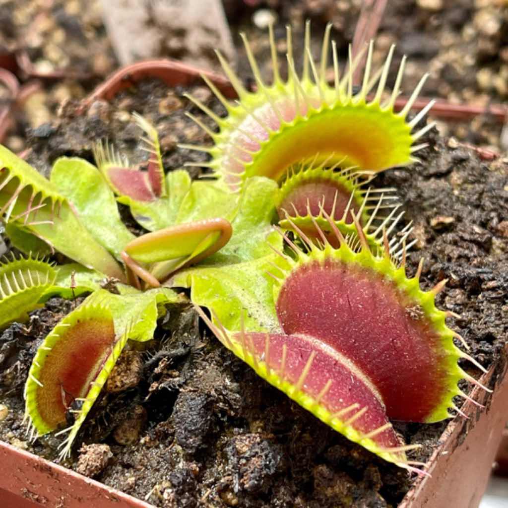 Venus Fly Trap, 'Large Erect Pink Trap.' Special Import. by Venus Fly Trap