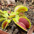 Venus Fly Trap, 'Large Erect Pink Trap.' Special Import. -   - Carnivorous Plant