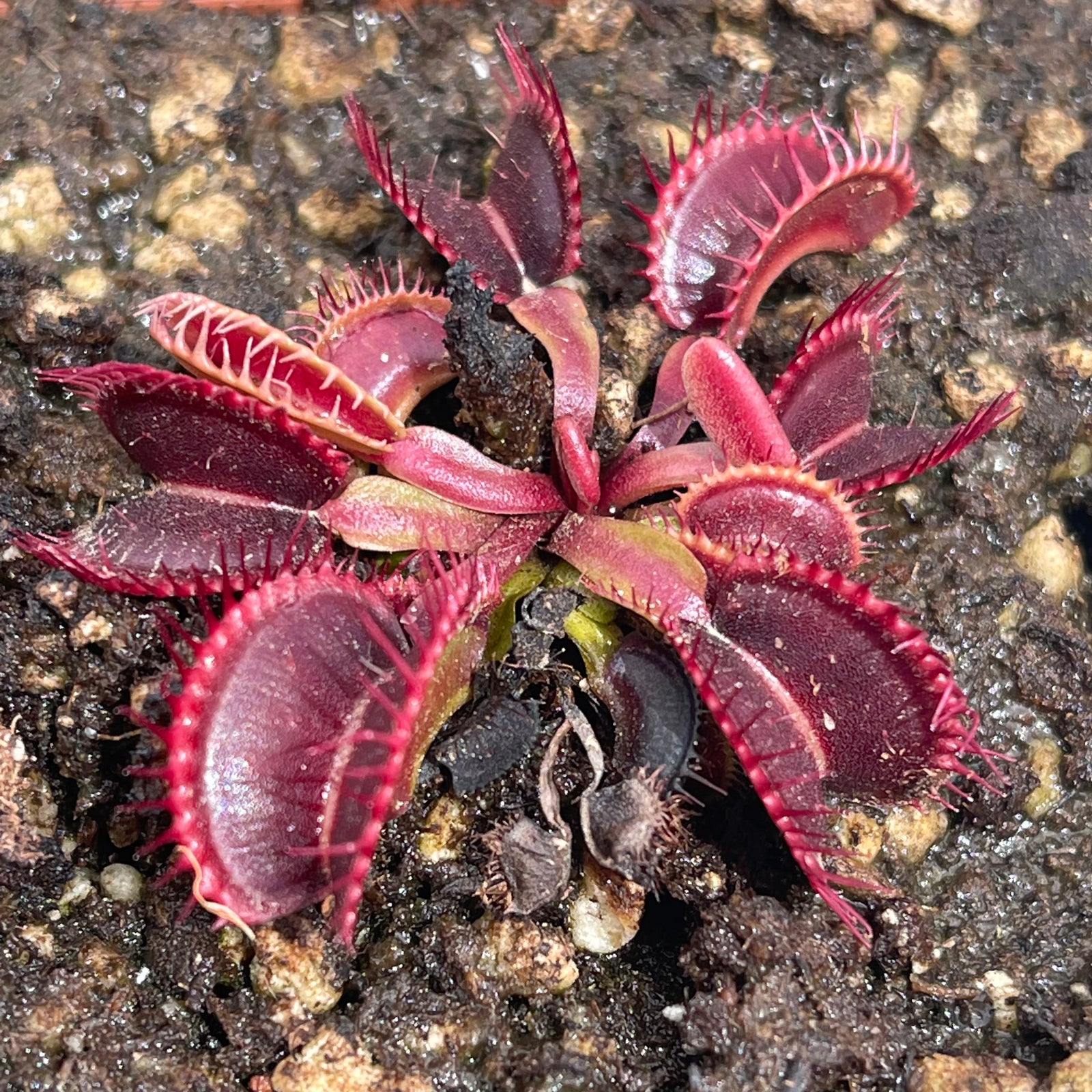 Venus Fly Trap, 'Rouge Sombre.' Special Import. -   - Carnivorous Plant