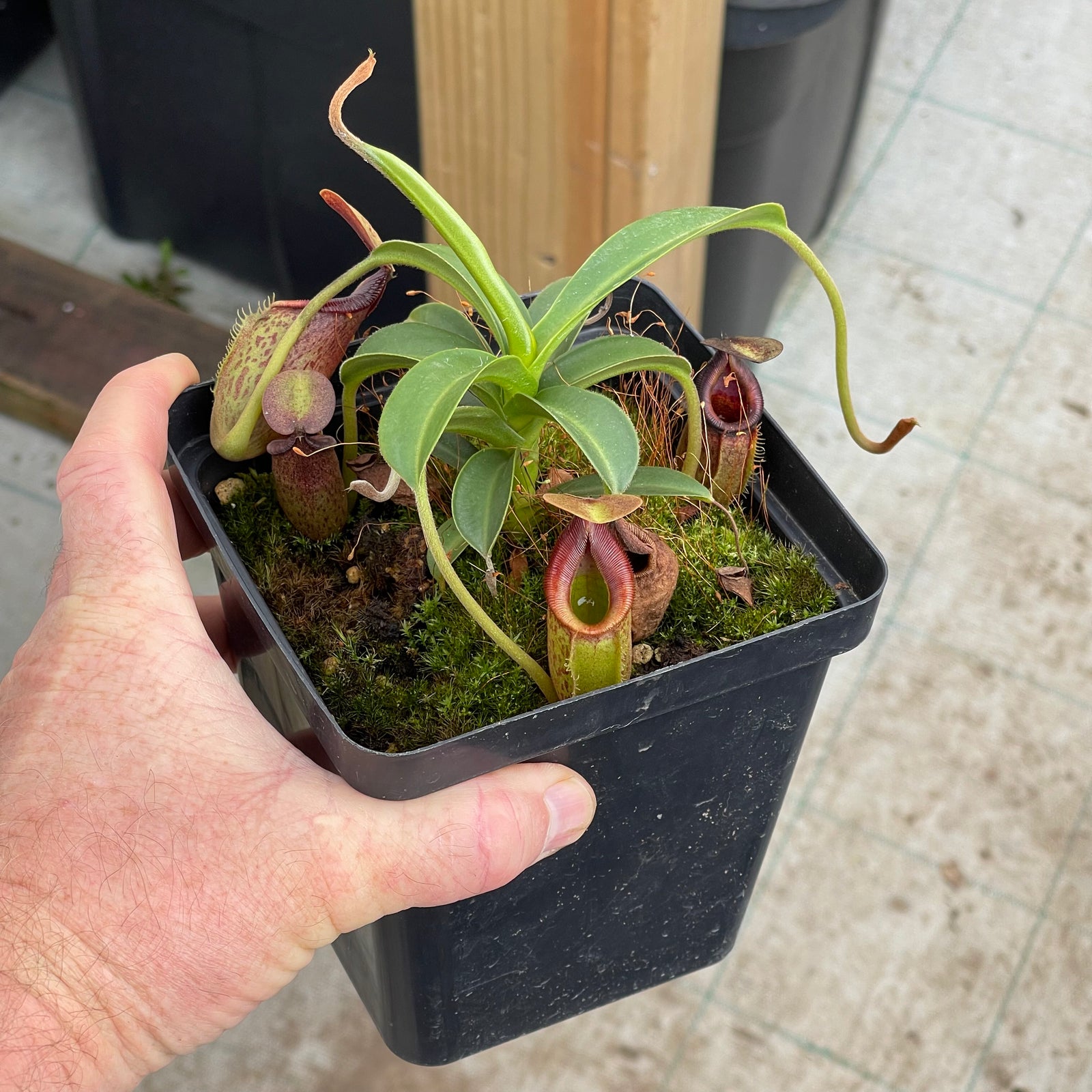 Tropical Pitcher, Nepenthes 'Lizzie' by Nepenthes