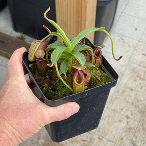 Tropical Pitcher, Nepenthes 'Lizzie' -  Large plant in 12cm plastic pot or hanging basket - Carnivorous Plant