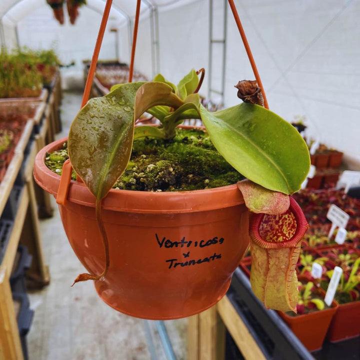 Tropical Pitcher, Nepenthes 'ventricosa x truncata' by Nepenthes