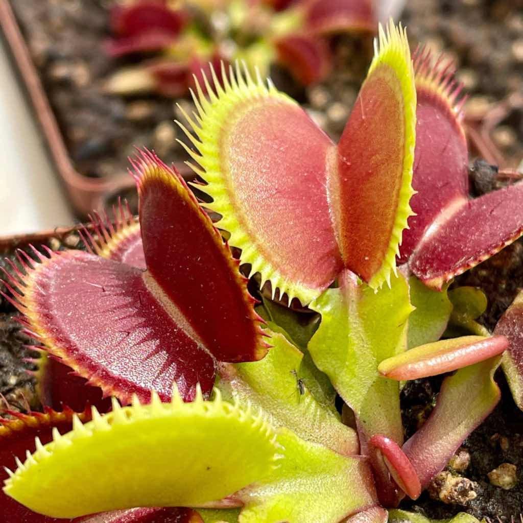 Venus Fly Trap, 'Henning Giant.' Special Import. -   - Carnivorous Plant