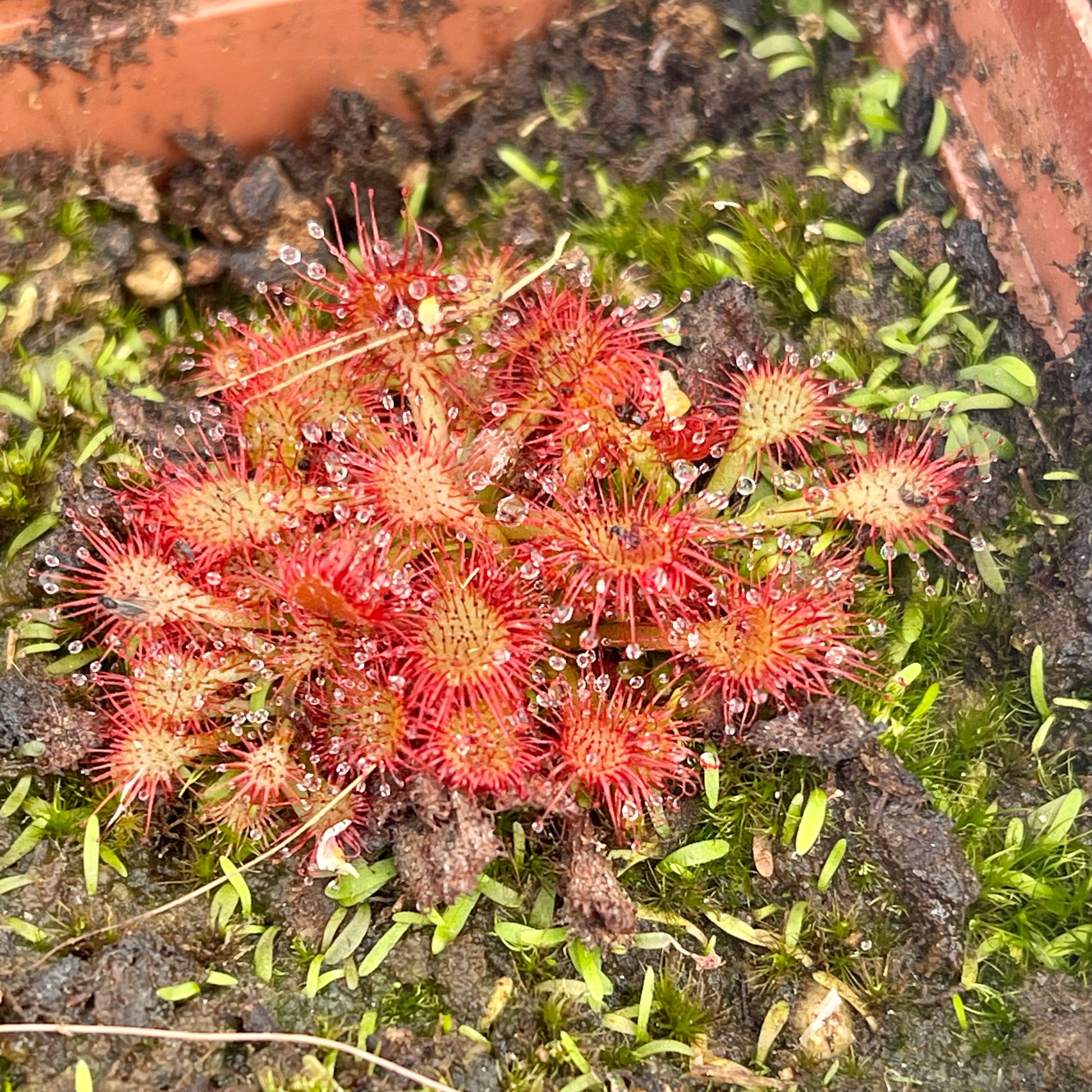 Sundew, Drosera spathulata, 'Lantau Island' - - Carnivorous Plant