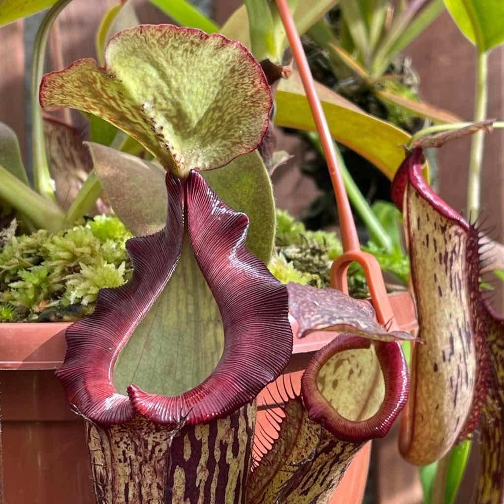 Tropical Pitcher, Nepenthes 'Cecco' by Nepenthes