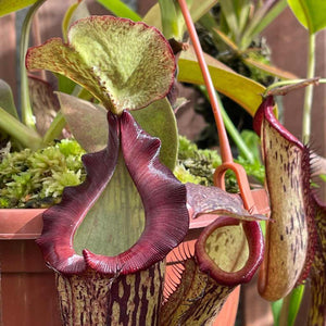 Tropical Pitcher, Nepenthes 'Cecco' -   - Carnivorous Plant