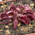 Venus Fly Trap, 'Pink Venus.' Special Import. -   - Carnivorous Plant