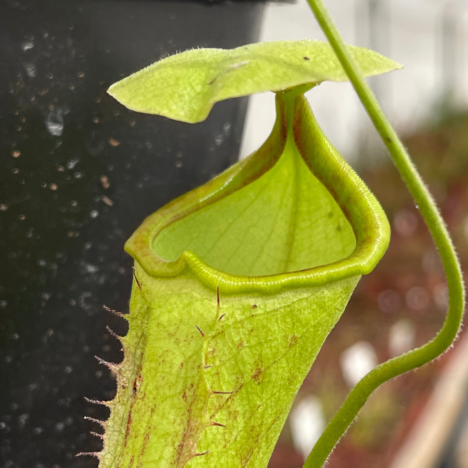 Tropical Pitcher, Nepenthes “Rokko” by Nepenthes