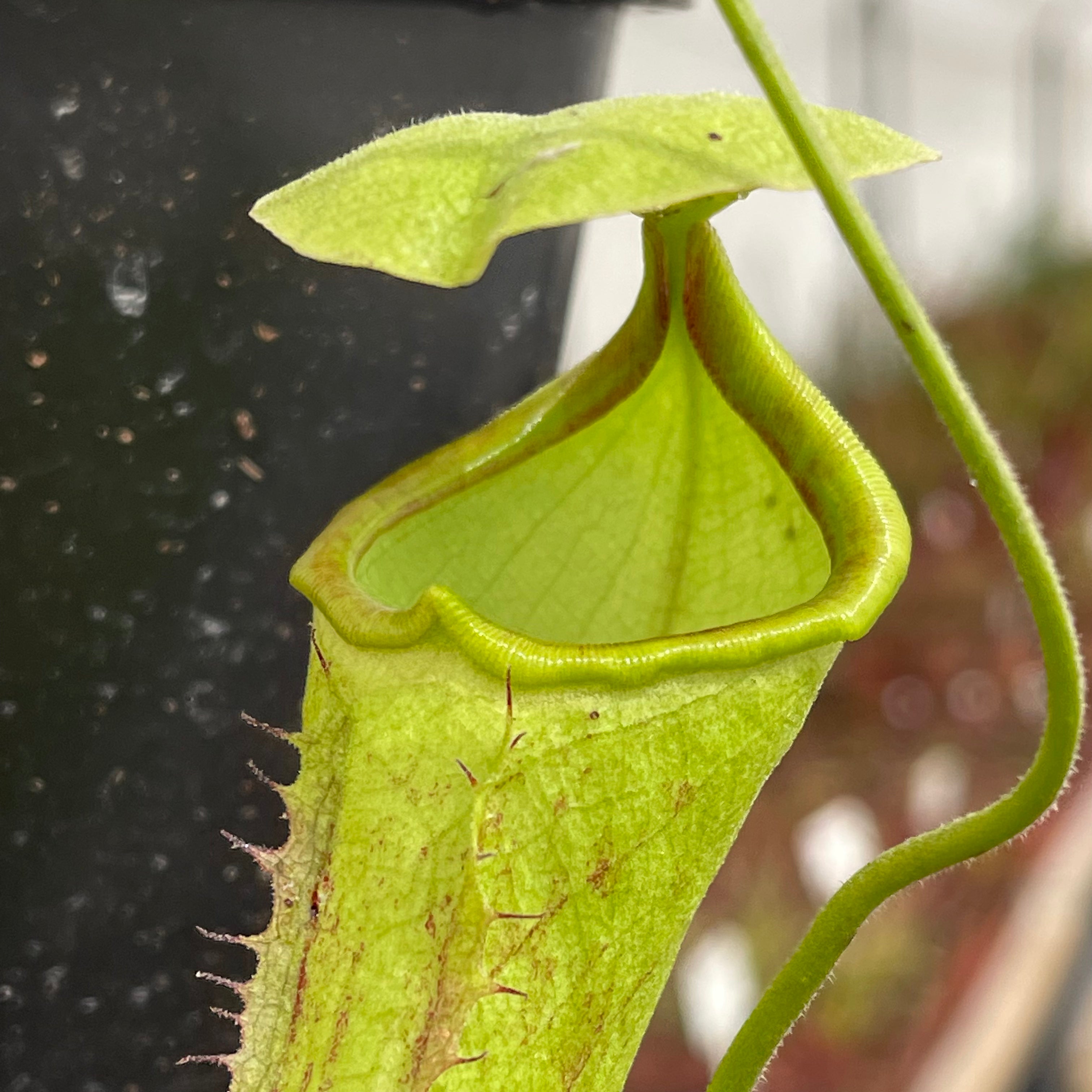 Tropical Pitcher, Nepenthes “Rokko” by Nepenthes