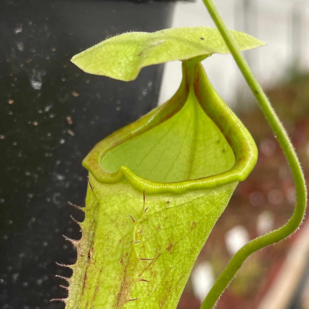 Tropical Pitcher, Nepenthes “Rokko” -   - Carnivorous Plant