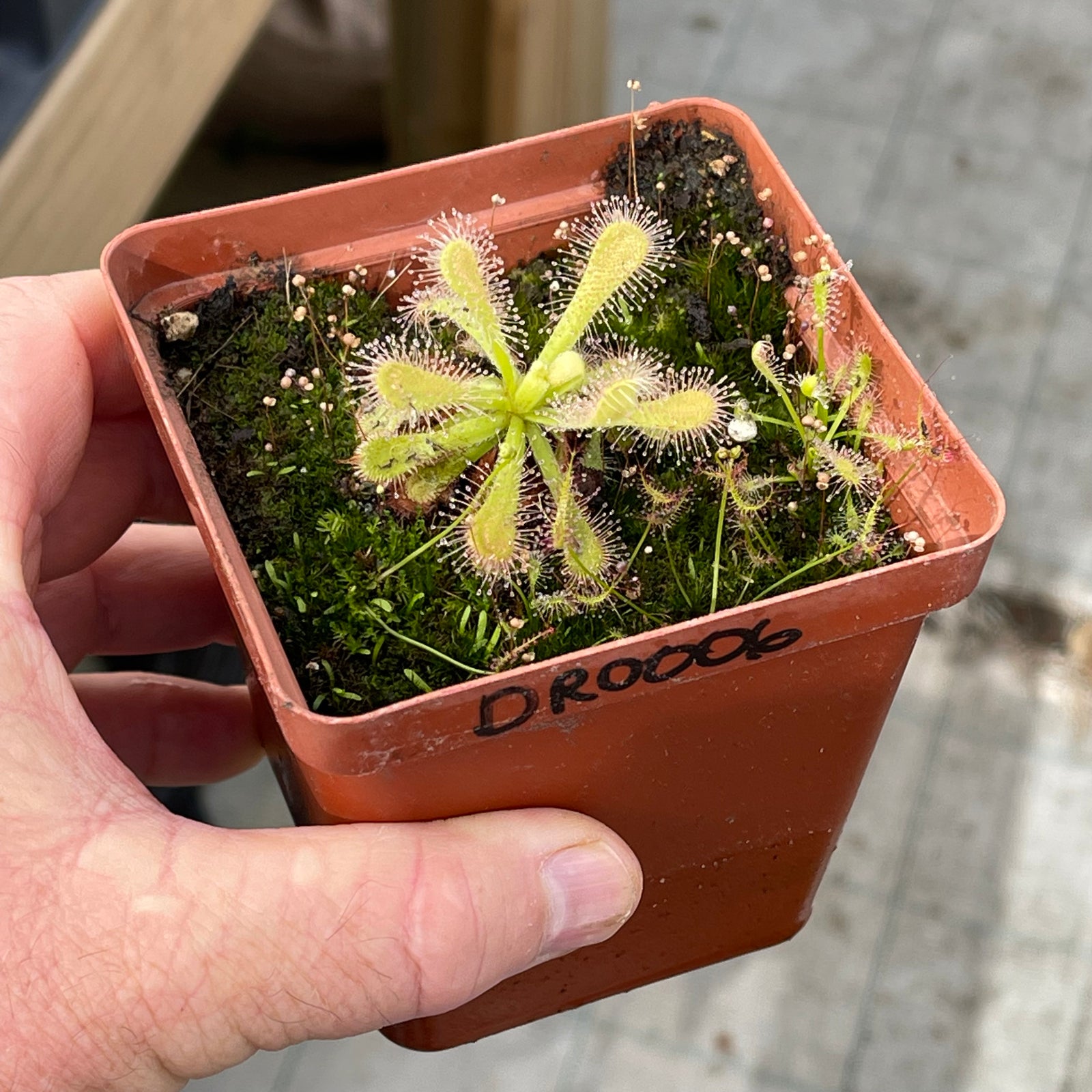 Sundew, Drosera venusta 'alba' -  Small to Medium plant. 7.5cm plastic container. - Carnivorous Plant
