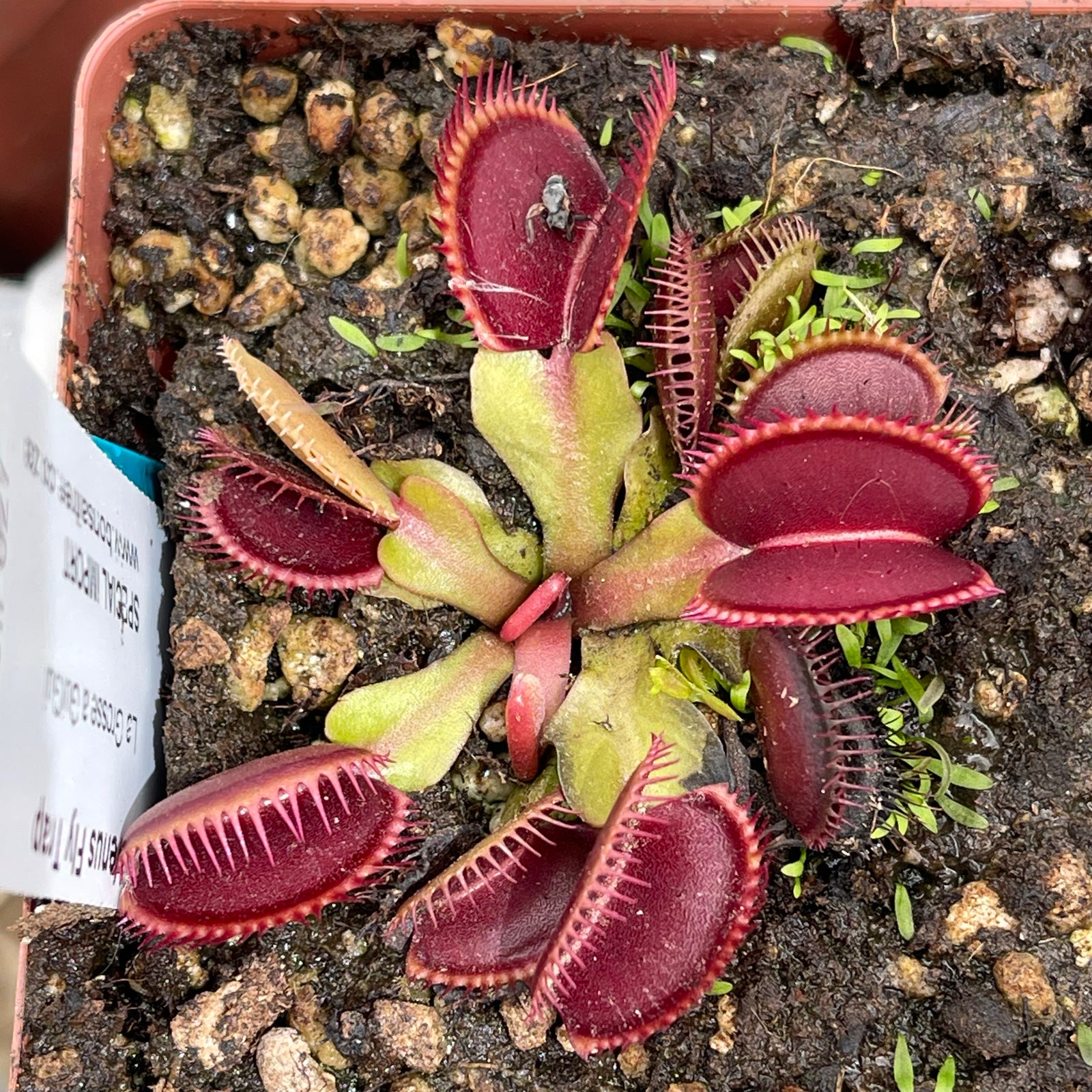 Venus Fly Trap, 'La Grosse a GuiGui.' Special Import. -   - Carnivorous Plant