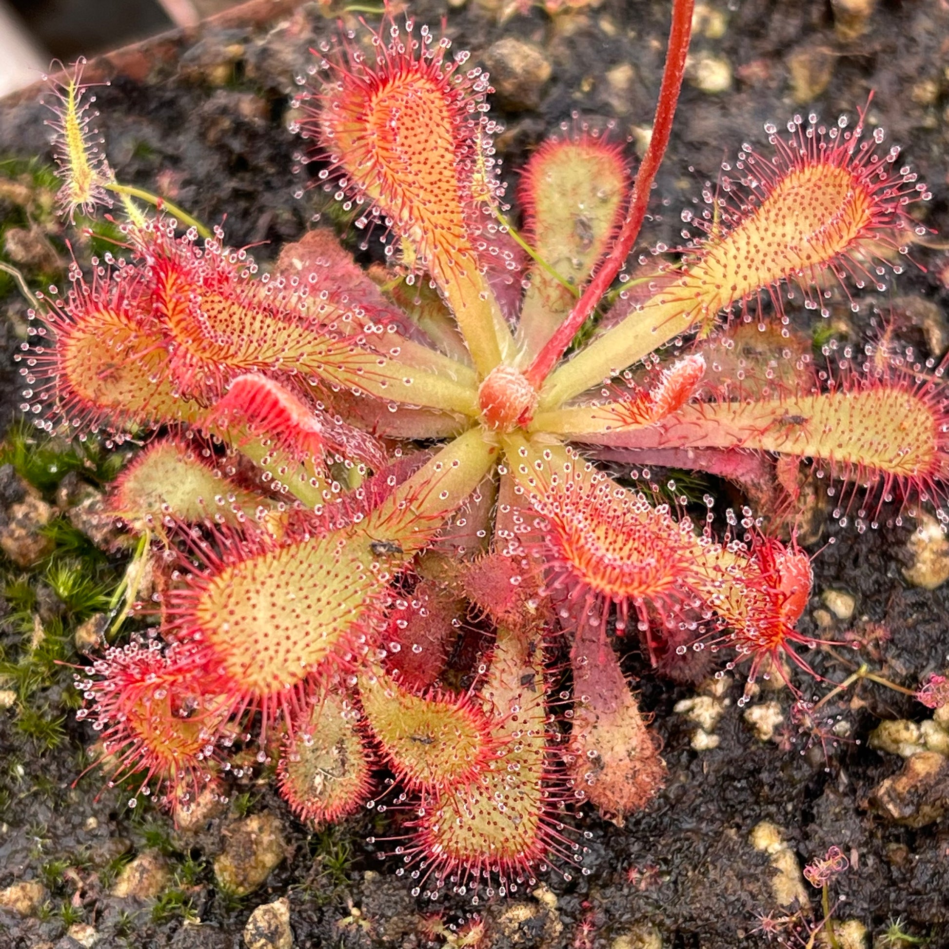 Sundew, Drosera venusta by Pan's Carnivours Drosera