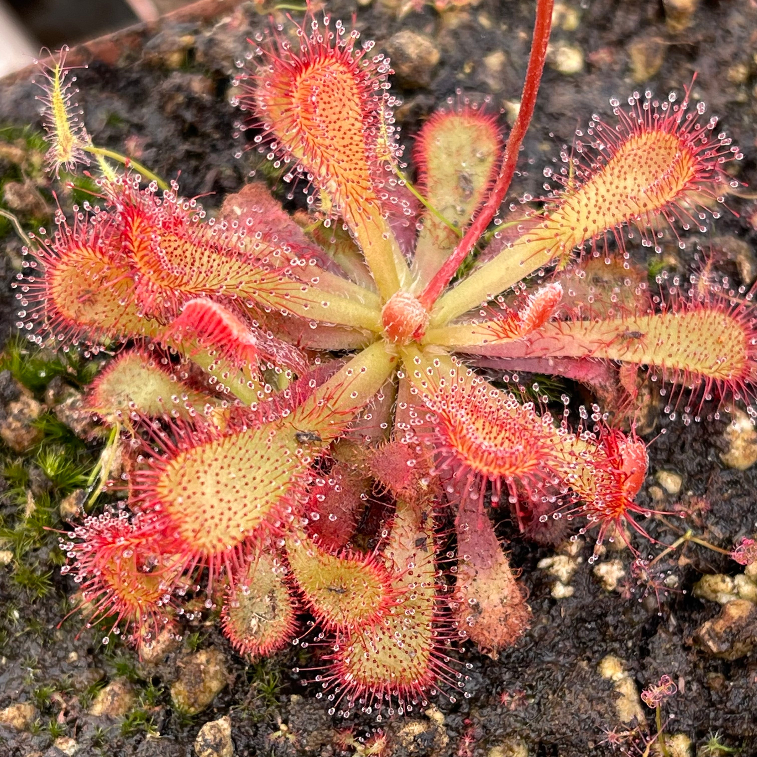 Sundew, Drosera venusta by Pan's Carnivours Drosera