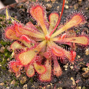 Sundew, Drosera venusta -   - Carnivorous Plant