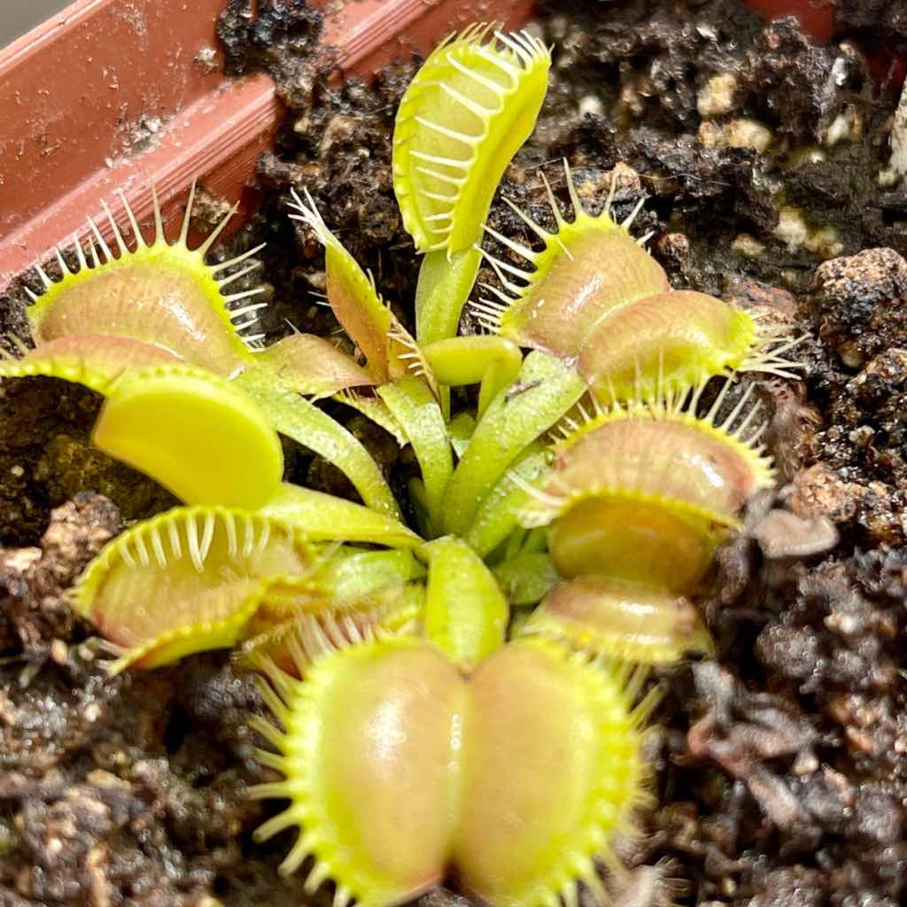 Venus Fly Trap, 'Galaxy.' Special Import. -   - Carnivorous Plant