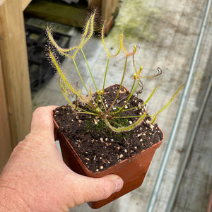 Sundew, Drosera binata dichotoma extrema -  Small to Medium plant. 7.5cm plastic container. - Carnivorous Plant