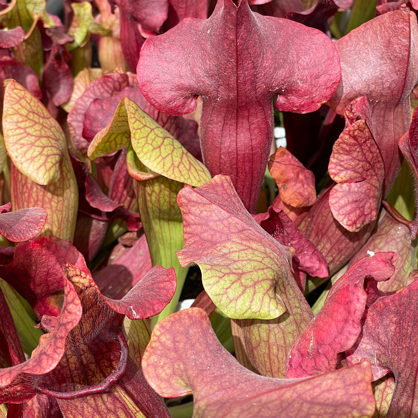 Trumpet Pitcher, Sarracenia “Lady” by Sarracenia