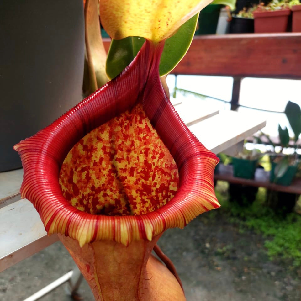 Tropical Pitcher, Nepenthes 'ventricosa x truncata' -   - Carnivorous Plant