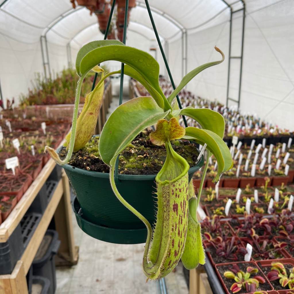 Tropical Pitcher, Nepenthes 'rokko x gentle,’ hybrid #1 by Nepenthes