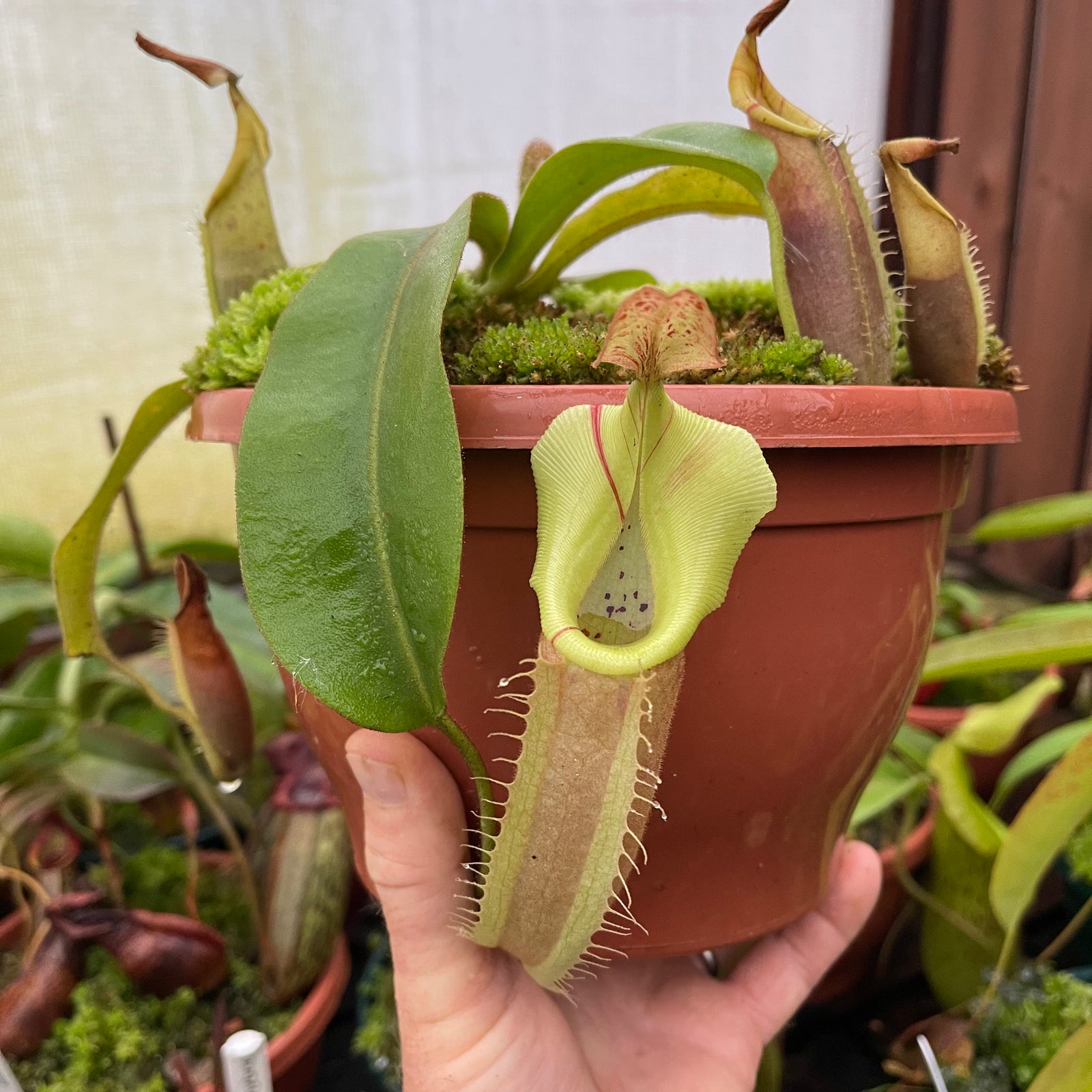 Tropical Pitcher, Nepenthes 'veitchii pink (Pink Lady)' by Nepenthes