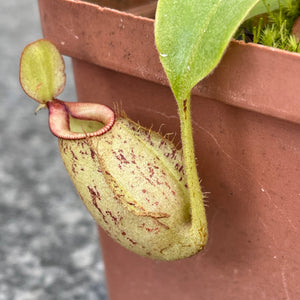 Tropical Pitcher, Nepenthes x hookeriana -   - Carnivorous Plant