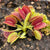 Venus Fly Trap, 'Equobia.' Special Import. -   - Carnivorous Plant
