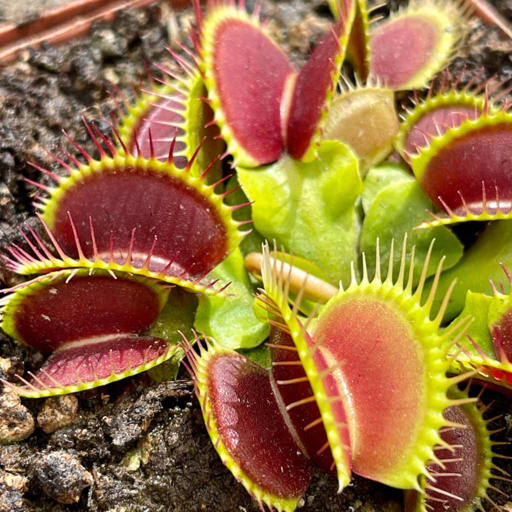 Venus Fly Trap, 'WIP long snapper.' Special Import. -   - Carnivorous Plant