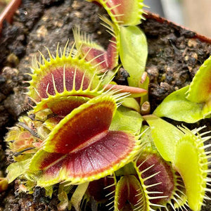 Venus Fly Trap, 'BCP Red Bull.' Special Import. -   - Carnivorous Plant