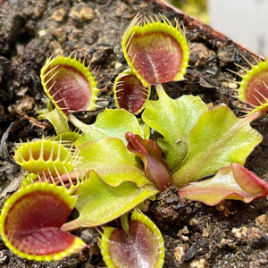 Venus Fly Trap, 'Cup Trap.' Special Import. -   - Carnivorous Plant