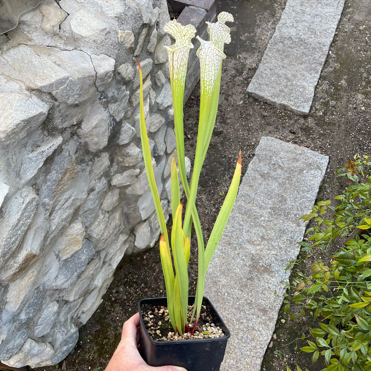 Trumpet Pitcher, Sarracenia Leucophylla var. alba ‘Hurricane Creek White’ by Sarracenia