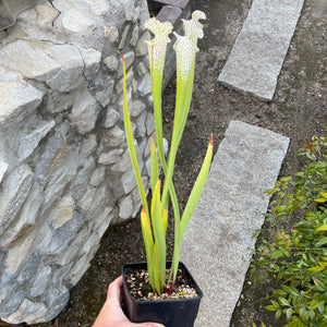 Trumpet Pitcher, Sarracenia Leucophylla var. alba ‘Hurricane Creek White’ -  Small to Medium plant. 7.5cm plastic container. - Carnivorous Plant