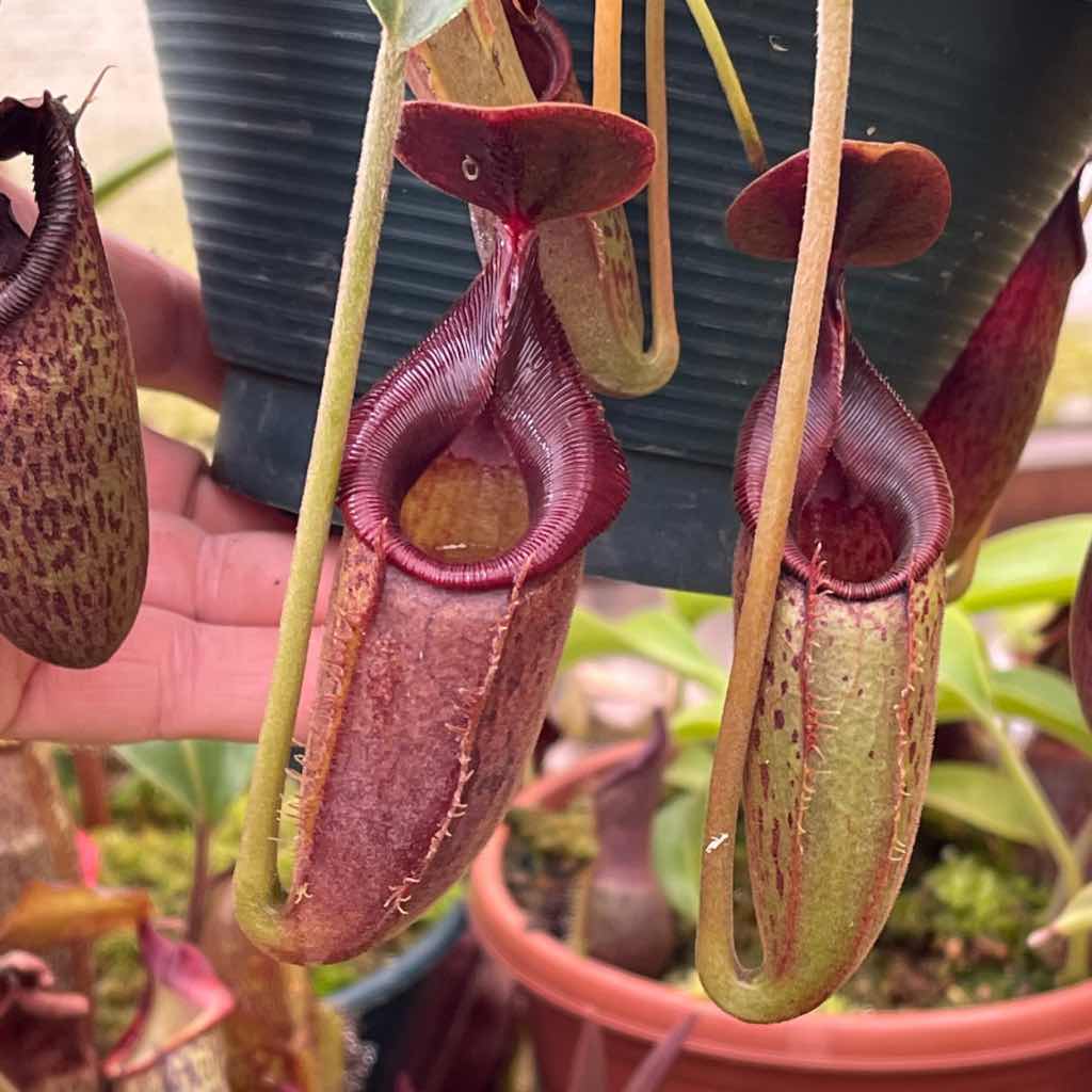 Tropical Pitcher, Nepenthes 'Lizzie' by Nepenthes