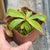 Tropical Pitcher, Nepenthes x hookeriana -   - Carnivorous Plant