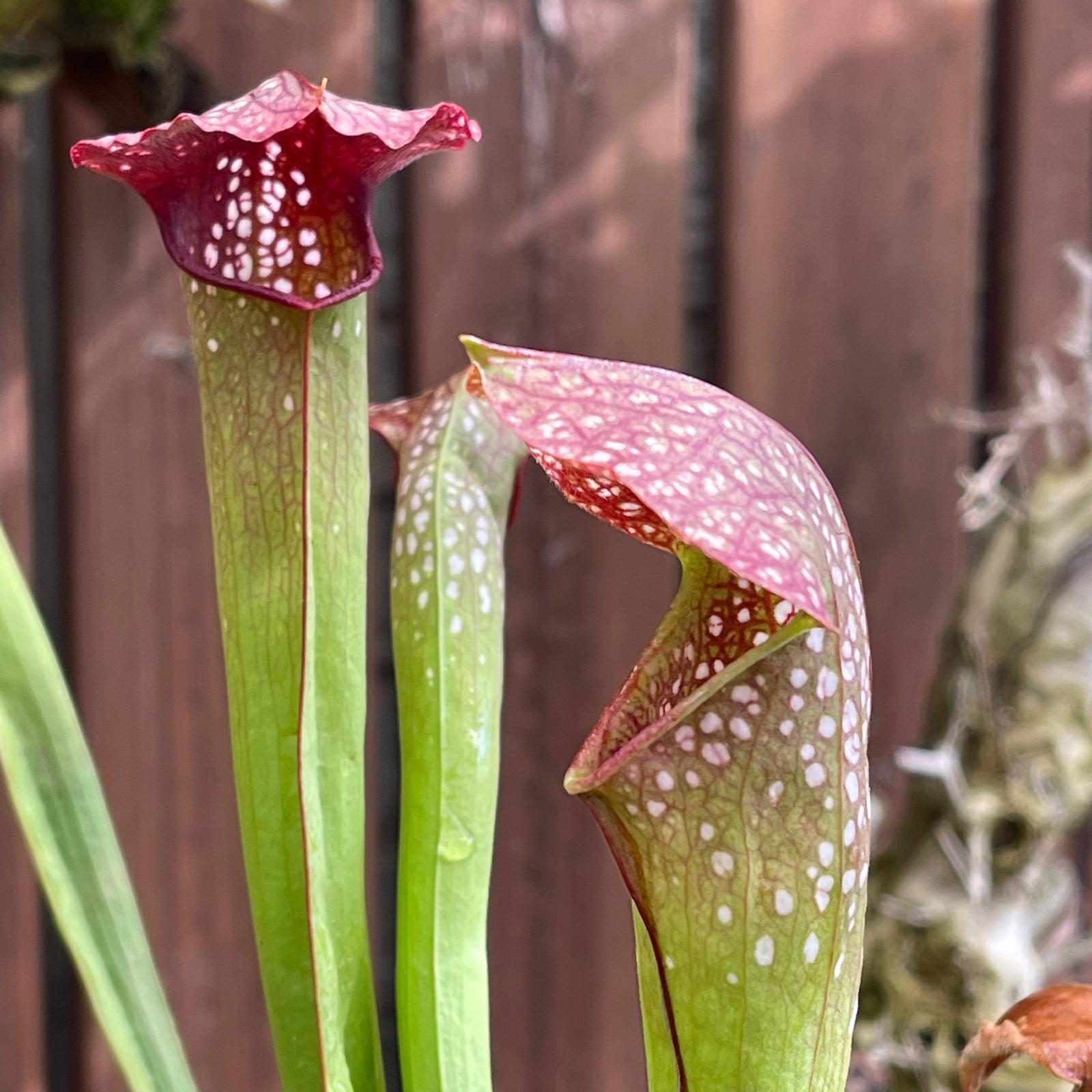 Trumpet Pitcher, Sarracenia 'minor var. minor (USBOT).' by Sarracenia