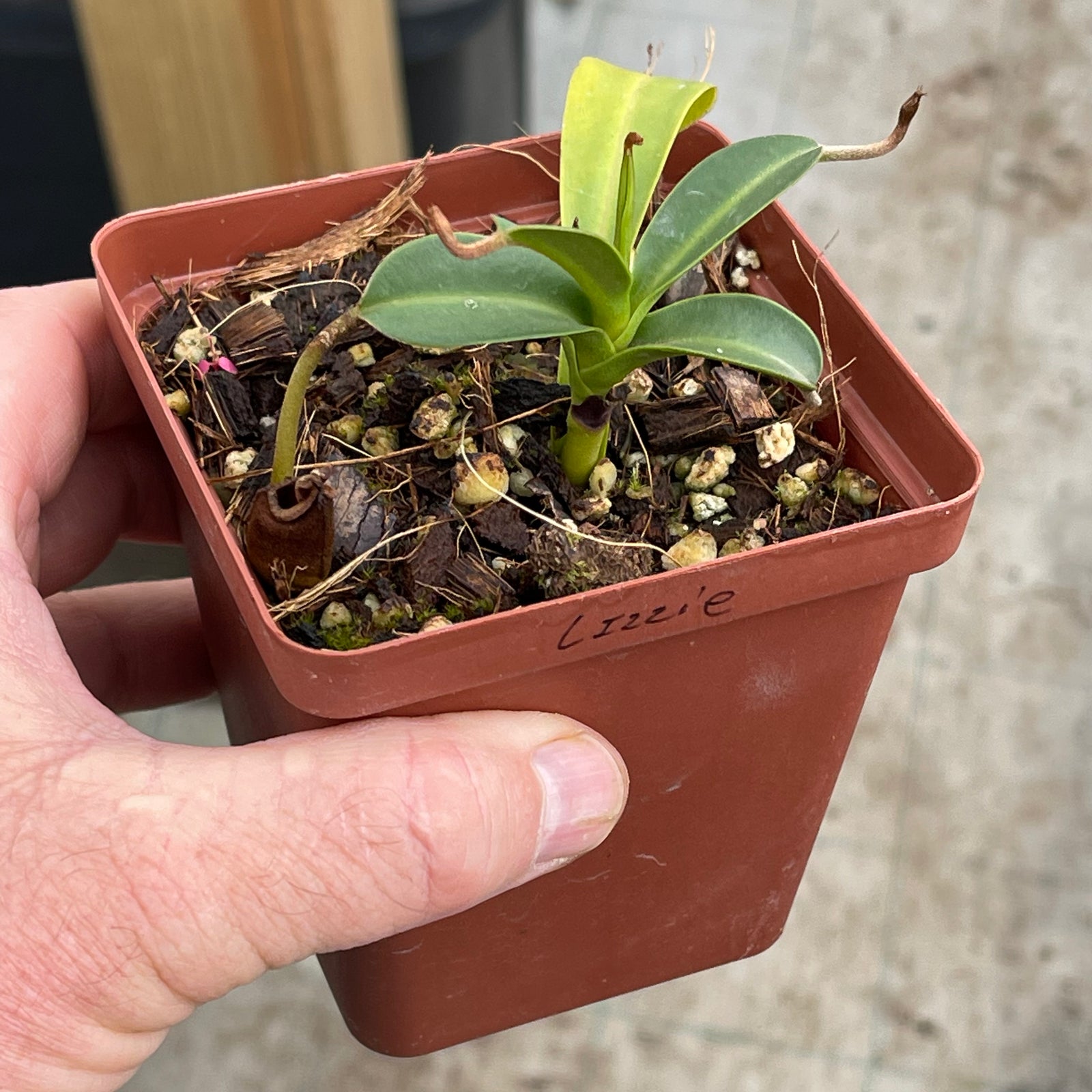 Tropical Pitcher, Nepenthes 'Lizzie' by Nepenthes