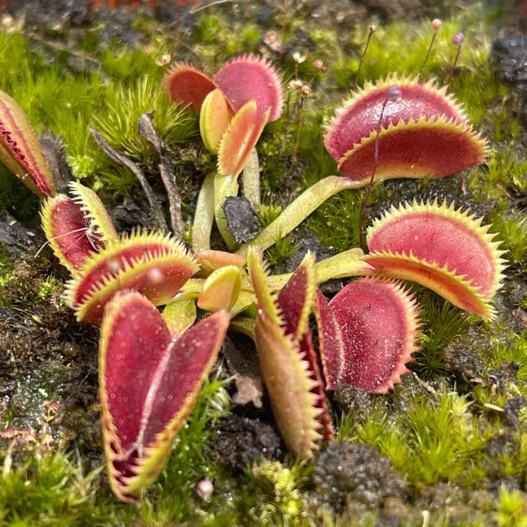 Venus Fly Trap, 'Scarlatine.' Special Import. -   - Carnivorous Plant