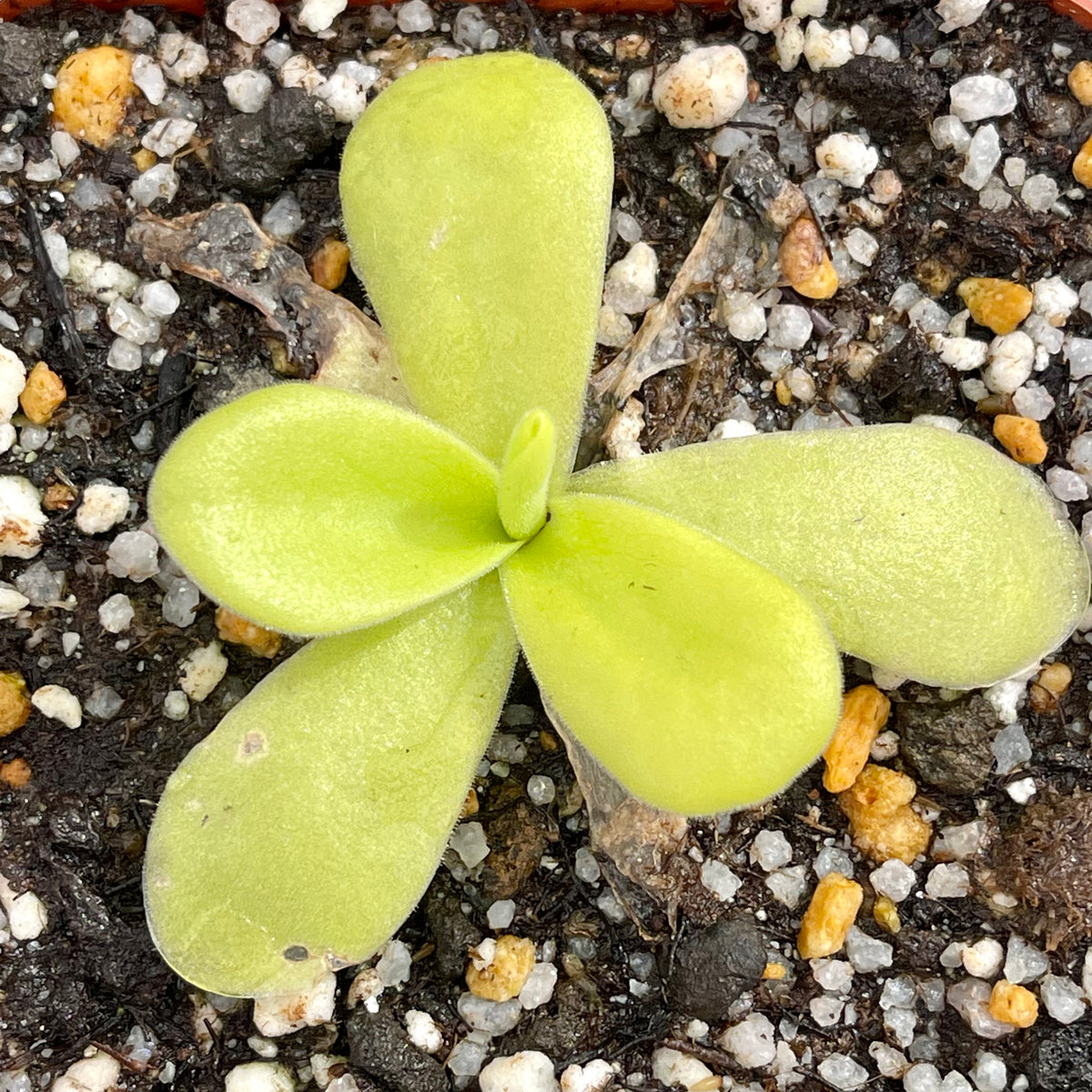 Butterwort, Pinguicula gigantea -   - Carnivorous Plant