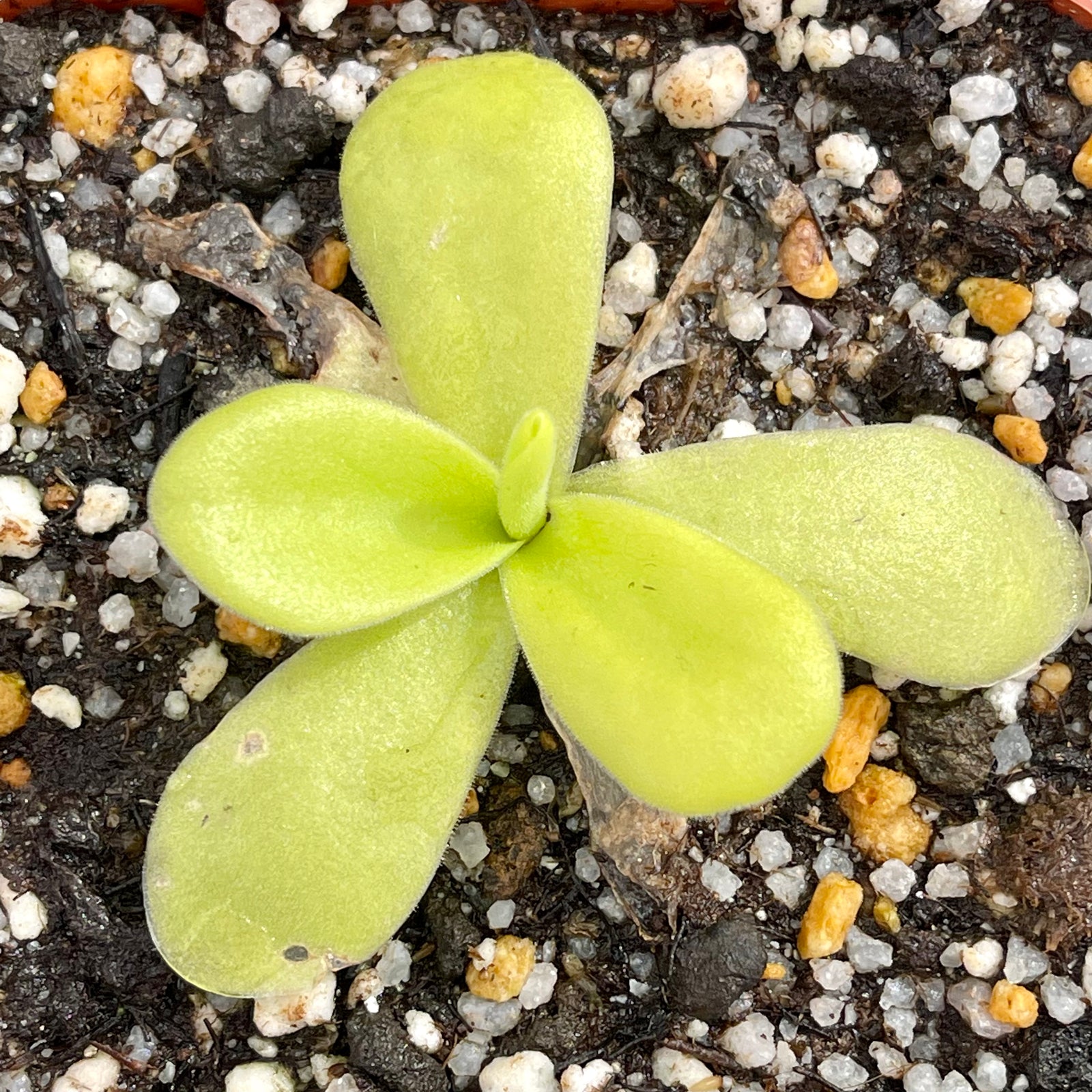Butterwort, Pinguicula gigantea -   - Carnivorous Plant