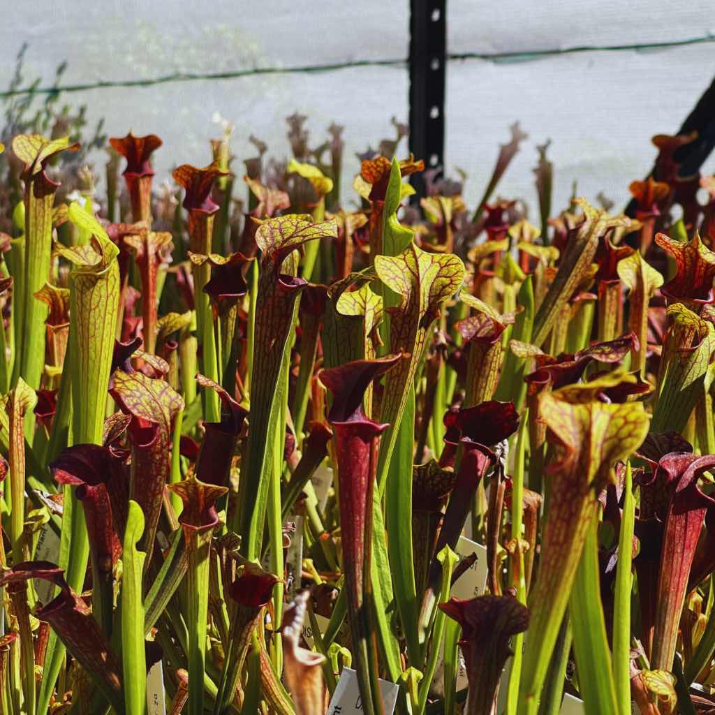 Trumpet Pitcher, Sarracenia 'Hybrid 01 x Ornata Red Throat #6.' Special Import. by Sarracenia