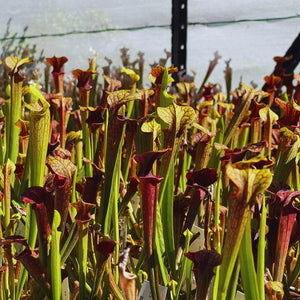 Trumpet Pitcher, Sarracenia 'Hybrid 01 x Ornata Red Throat #6.' Special Import. -   - Carnivorous Plant