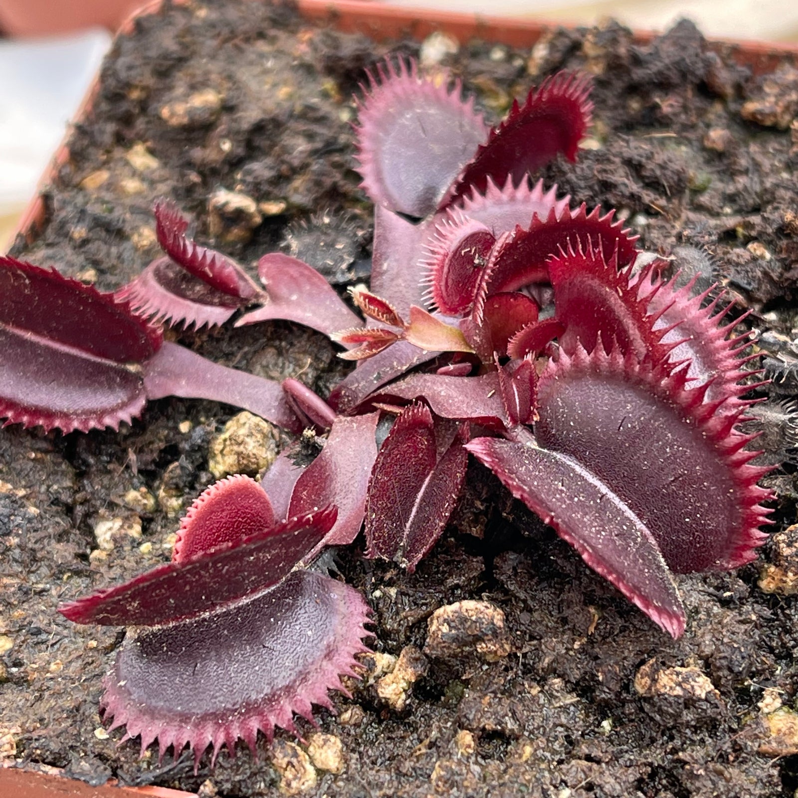 Venus Fly Trap, 'Amteborous.' Special Import. -   - Carnivorous Plant