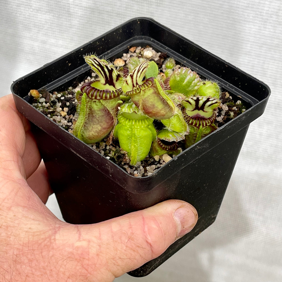 Cephalotus, Albany Pitcher Plant - 'German Giant' in 9cm plastic container - Carnivorous Plant