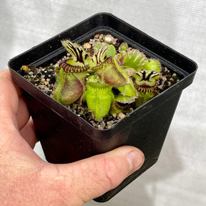 Cephalotus, Albany Pitcher Plant -  'Standard' Cephalotus in 9cm plastic container - Carnivorous Plant